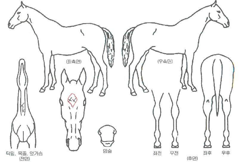 ³ª¹Ùµ¥ÀÌÀÇ Ãø¸é,¿ì¸é,µÞ¸é,µÎ»ó,´Ù¸®ÀÇ Æ¯Â¡µµÇØ