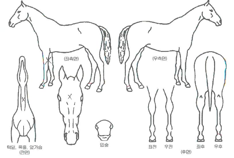 Ĺ�ο��ڸ��� ����,���,�޸�,�λ�,�ٸ��� Ư¡����