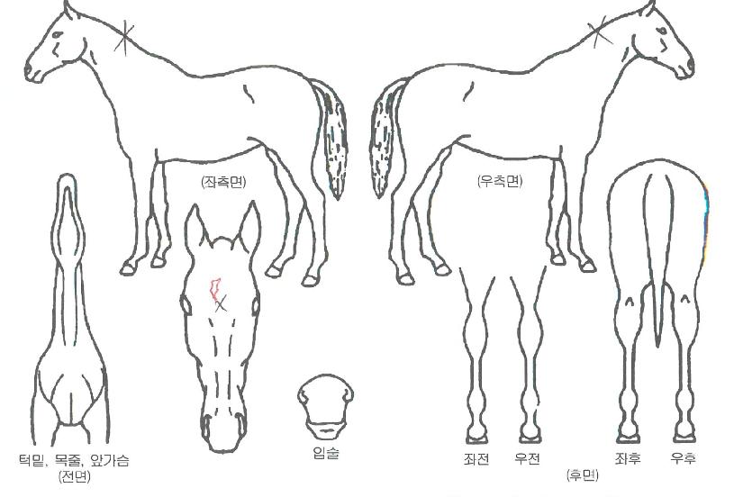 ¸¸¼øÀÇ Ãø¸é,¿ì¸é,µÞ¸é,µÎ»ó,´Ù¸®ÀÇ Æ¯Â¡µµÇØ