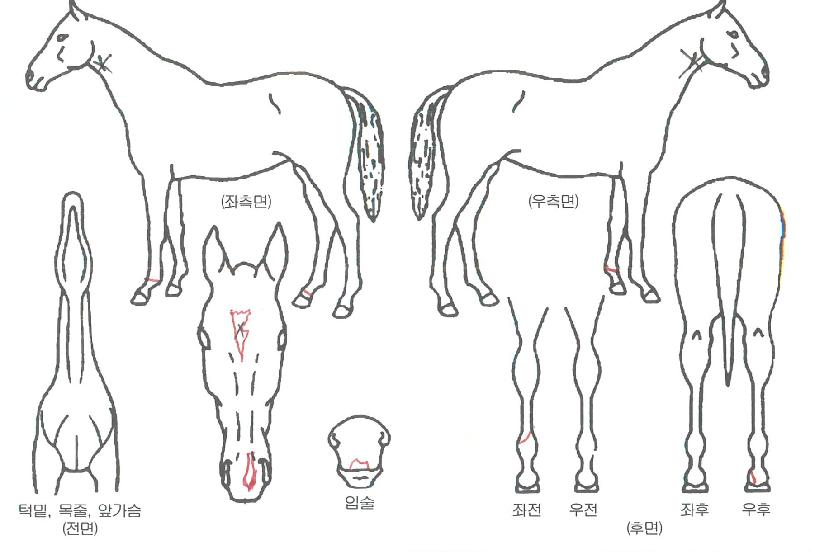 ¿¡Å¬·¹¾îÀÇ Ãø¸é,¿ì¸é,µÞ¸é,µÎ»ó,´Ù¸®ÀÇ Æ¯Â¡µµÇØ