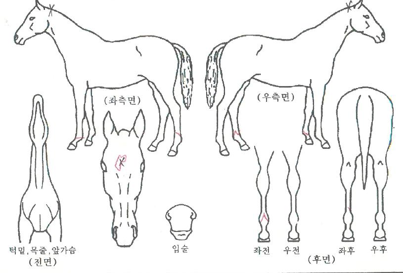 �����Ѽ����� ����,���,�޸�,�λ�,�ٸ��� Ư¡����