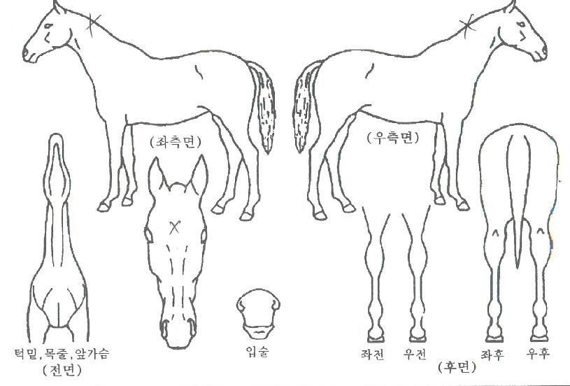 ûÈÀÇ Ãø¸é,¿ì¸é,µÞ¸é,µÎ»ó,´Ù¸®ÀÇ Æ¯Â¡µµÇØ