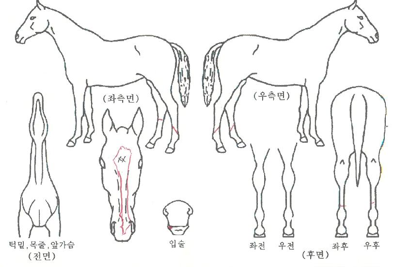 ½Ç¹ö¶óÀ̾ðÀÇ Ãø¸é,¿ì¸é,µÞ¸é,µÎ»ó,´Ù¸®ÀÇ Æ¯Â¡µµÇØ