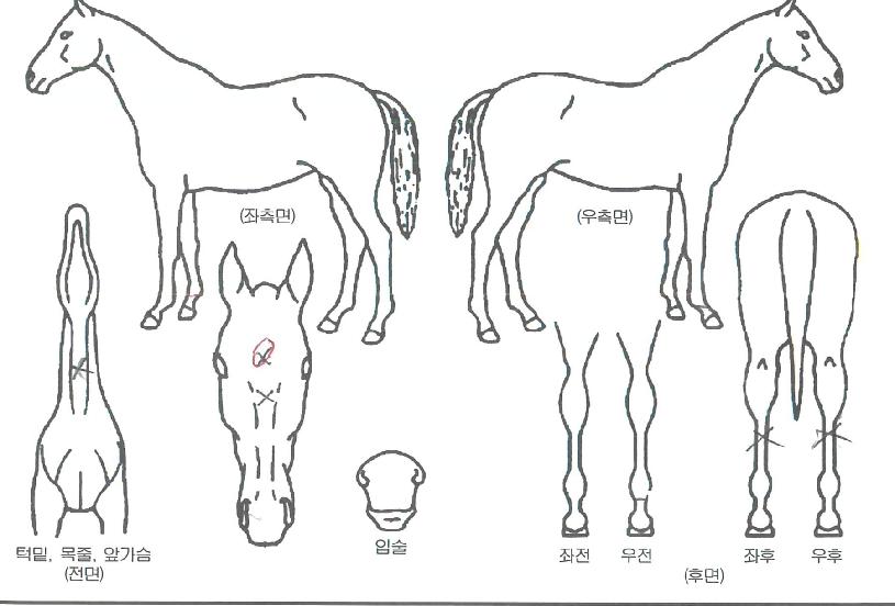 ±ÝºÀȲÀÇ Ãø¸é,¿ì¸é,µÞ¸é,µÎ»ó,´Ù¸®ÀÇ Æ¯Â¡µµÇØ