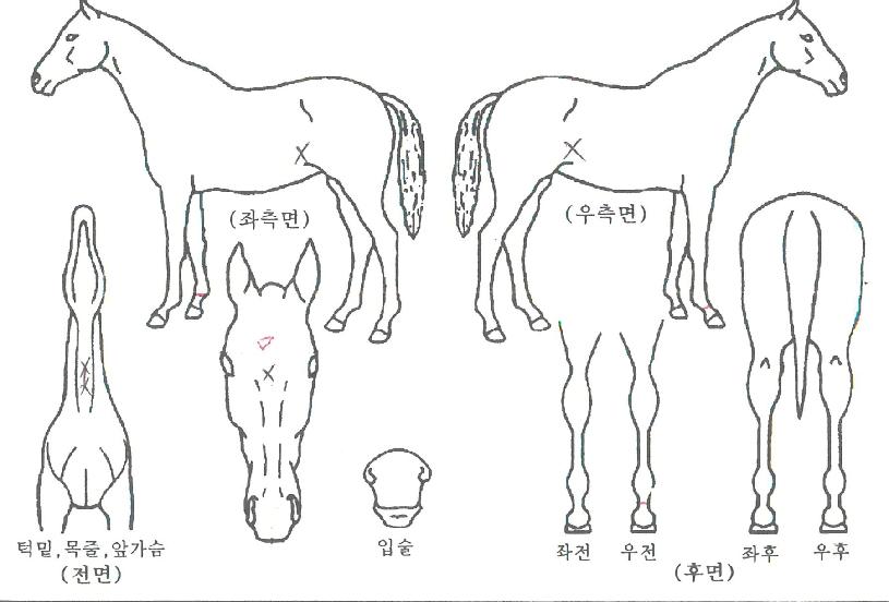 ½ºÆ¿·¯ÀÇ Ãø¸é,¿ì¸é,µÞ¸é,µÎ»ó,´Ù¸®ÀÇ Æ¯Â¡µµÇØ