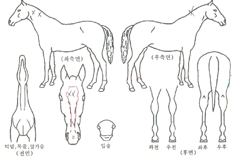 ¿îÇØÁúÁÖÀÇ Ãø¸é,¿ì¸é,µÞ¸é,µÎ»ó,´Ù¸®ÀÇ Æ¯Â¡µµÇØ
