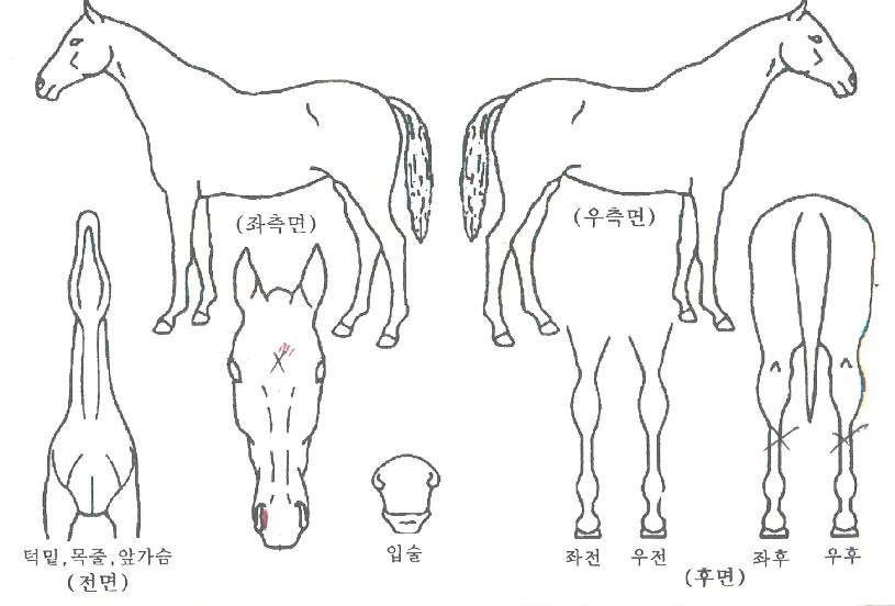 ºí·¢Ä«ÆäÀÇ Ãø¸é,¿ì¸é,µÞ¸é,µÎ»ó,´Ù¸®ÀÇ Æ¯Â¡µµÇØ