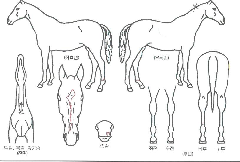 ºí·ç´í¼ÀÇ Ãø¸é,¿ì¸é,µÞ¸é,µÎ»ó,´Ù¸®ÀÇ Æ¯Â¡µµÇØ