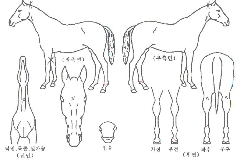 À§´ëÇѱ¤°æÀÇ Ãø¸é,¿ì¸é,µÞ¸é,µÎ»ó,´Ù¸®ÀÇ Æ¯Â¡µµÇØ