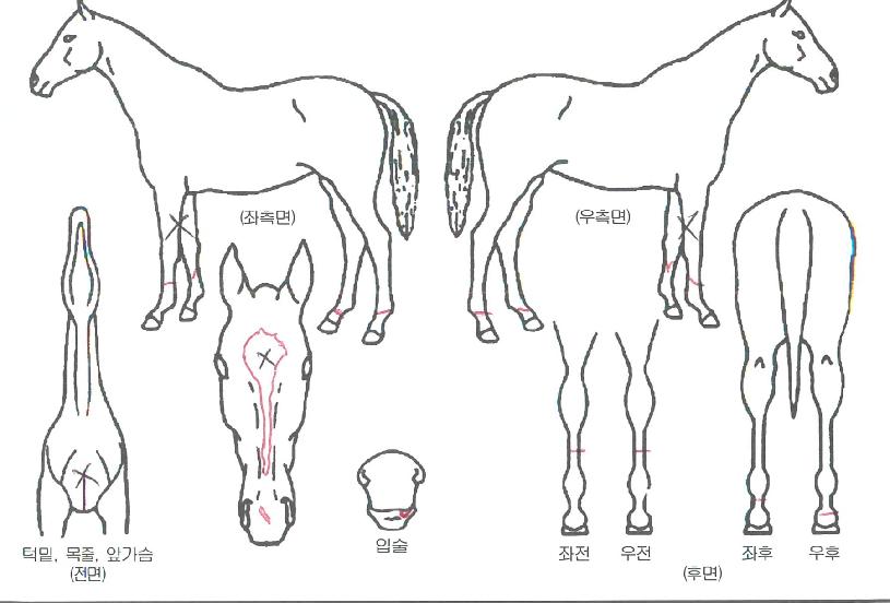 Ŭ������ī���� ����,���,�޸�,�λ�,�ٸ��� Ư¡����