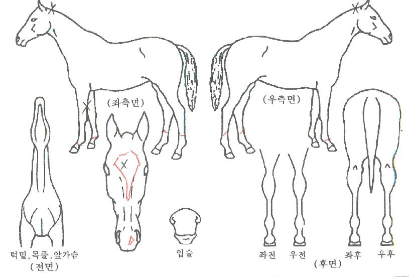 Áñ°Å¿îÇÔ¼ºÀÇ Ãø¸é,¿ì¸é,µÞ¸é,µÎ»ó,´Ù¸®ÀÇ Æ¯Â¡µµÇØ