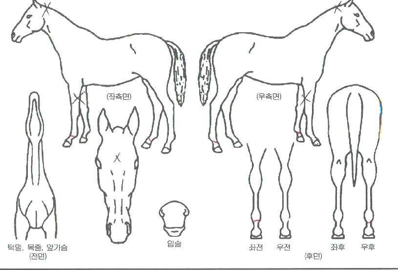 ¿µ¿õƯ±ÞÀÇ Ãø¸é,¿ì¸é,µÞ¸é,µÎ»ó,´Ù¸®ÀÇ Æ¯Â¡µµÇØ