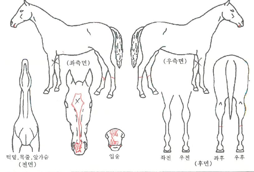 ����������� ����,���,�޸�,�λ�,�ٸ��� Ư¡����