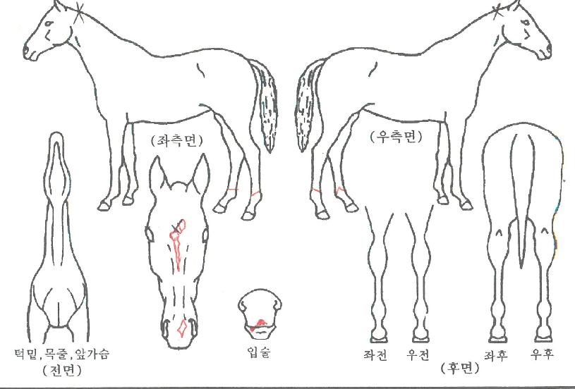 �ο���ü���� ����,���,�޸�,�λ�,�ٸ��� Ư¡����