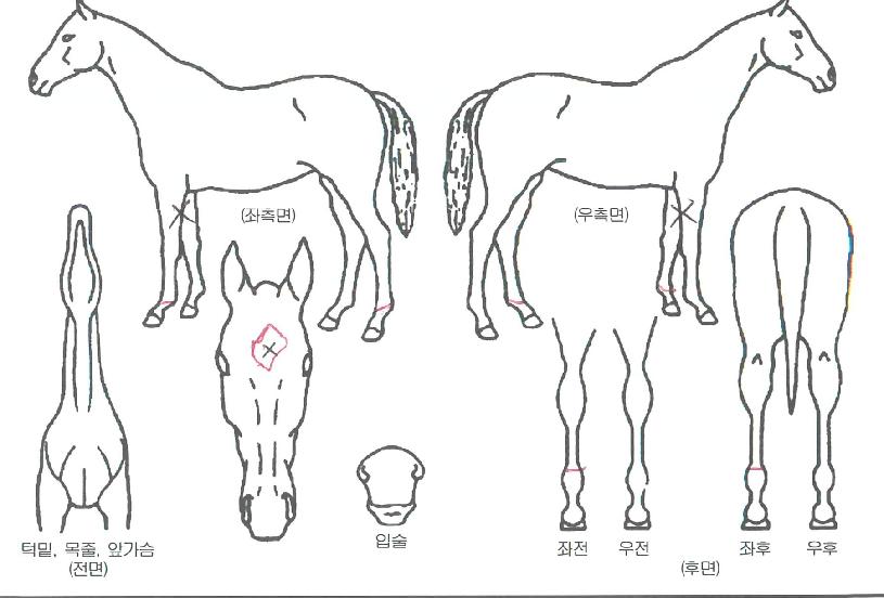 �������ϴ��� ����,���,�޸�,�λ�,�ٸ��� Ư¡����