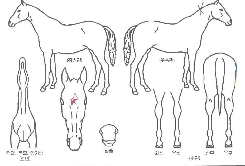 �Ƶ��������� ����,���,�޸�,�λ�,�ٸ��� Ư¡����