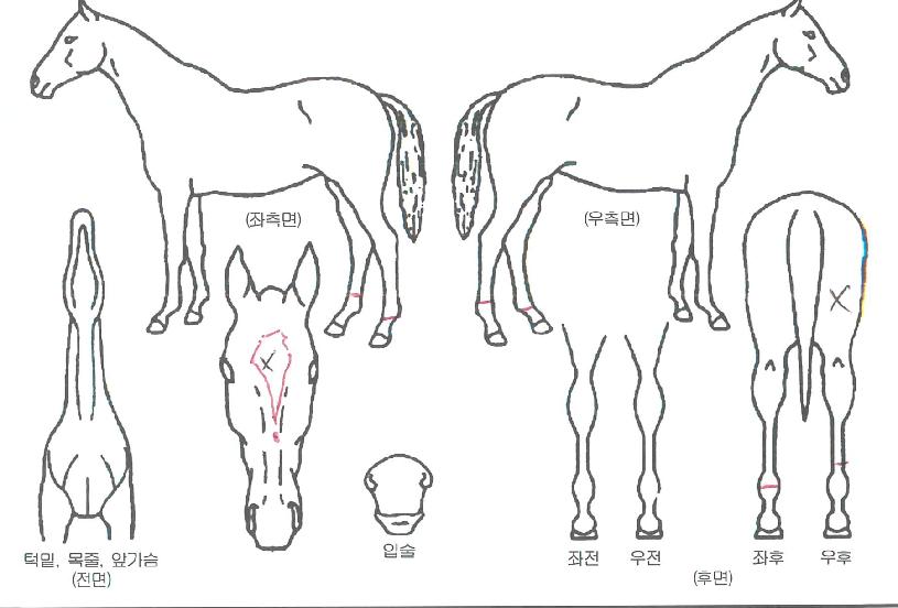 ��������̵��� ����,���,�޸�,�λ�,�ٸ��� Ư¡����