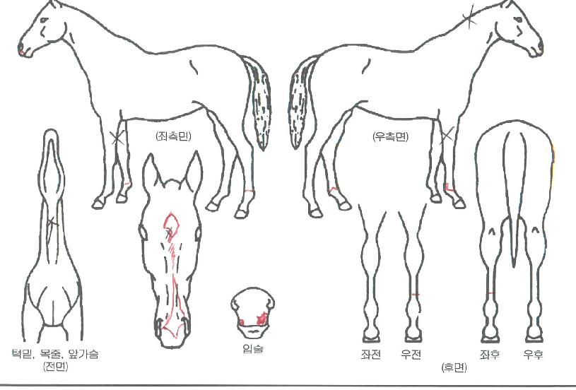 ���̳��ͽ�Ÿ�� ����,���,�޸�,�λ�,�ٸ��� Ư¡����