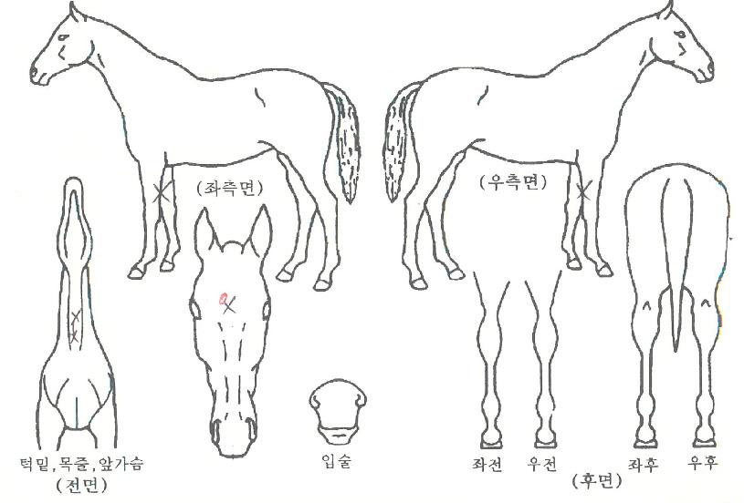 ´ºÆ®·ÐÀÇ Ãø¸é,¿ì¸é,µÞ¸é,µÎ»ó,´Ù¸®ÀÇ Æ¯Â¡µµÇØ