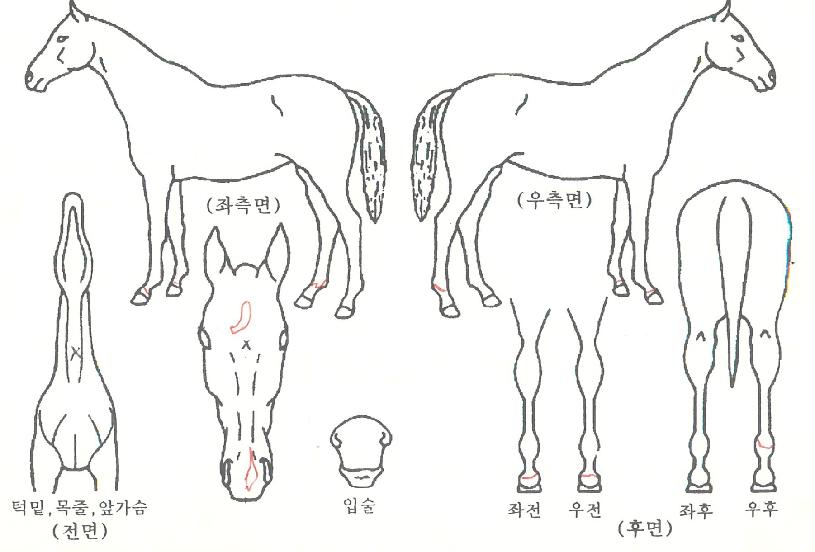 ���°���Ʈ�� ����,���,�޸�,�λ�,�ٸ��� Ư¡����