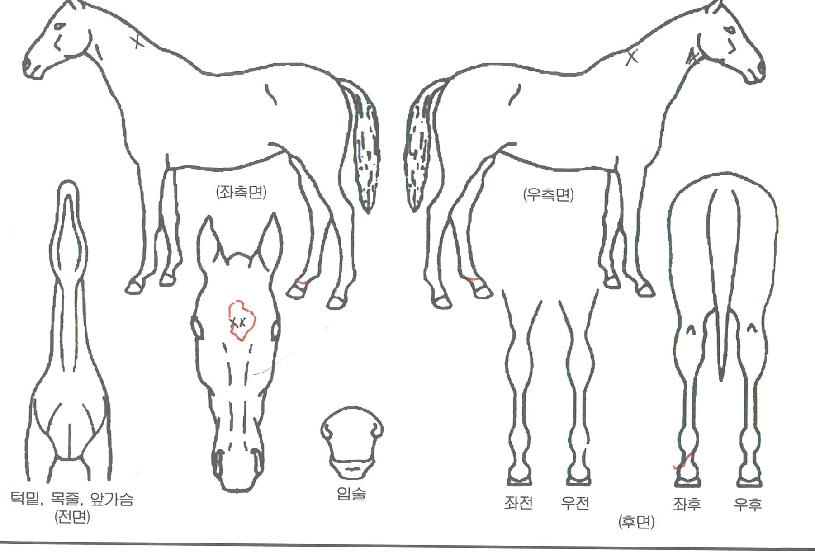 ��彺Ÿ������ ����,���,�޸�,�λ�,�ٸ��� Ư¡����