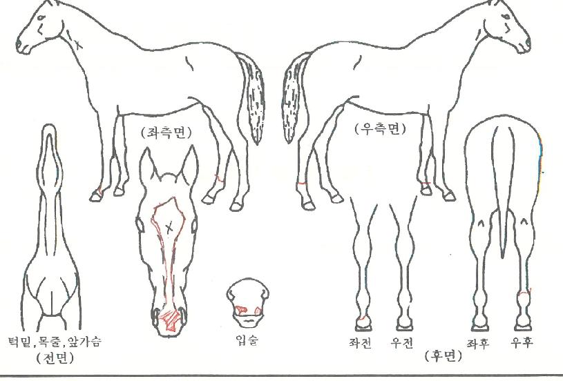 ½Â¸®½ºÅ¸ÀÇ Ãø¸é,¿ì¸é,µÞ¸é,µÎ»ó,´Ù¸®ÀÇ Æ¯Â¡µµÇØ