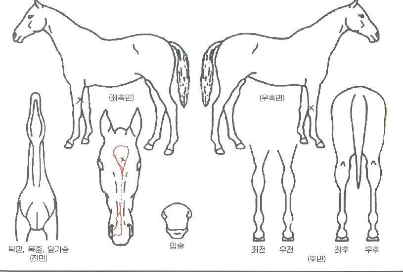 �Ⱦ�ǻ���� ����,���,�޸�,�λ�,�ٸ��� Ư¡����