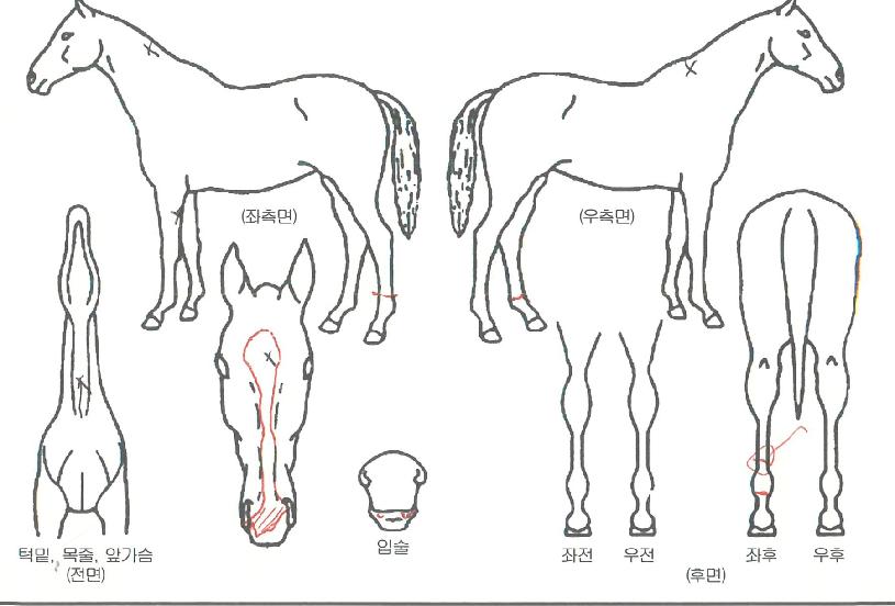 ¹Ù¶ó´Â´ë·ÎÀÇ Ãø¸é,¿ì¸é,µÞ¸é,µÎ»ó,´Ù¸®ÀÇ Æ¯Â¡µµÇØ