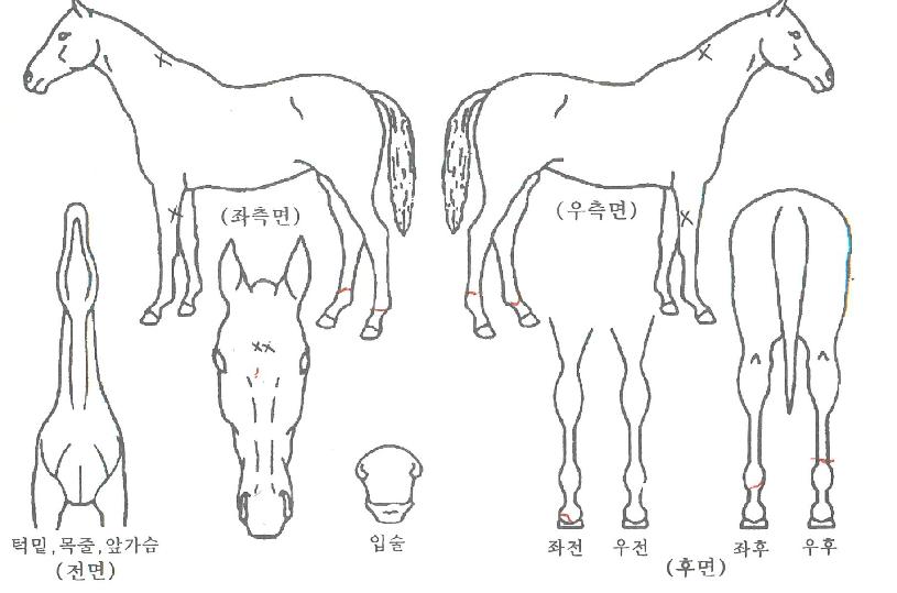 ºò°ÔÀÌÆ®ÀÇ Ãø¸é,¿ì¸é,µÞ¸é,µÎ»ó,´Ù¸®ÀÇ Æ¯Â¡µµÇØ