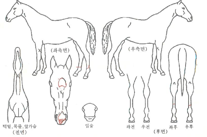 Ŀ��Ĺ�� ����,���,�޸�,�λ�,�ٸ��� Ư¡����