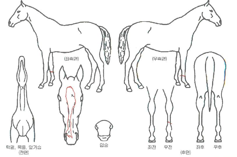 ĸƾºí·¹À̵åÀÇ Ãø¸é,¿ì¸é,µÞ¸é,µÎ»ó,´Ù¸®ÀÇ Æ¯Â¡µµÇØ