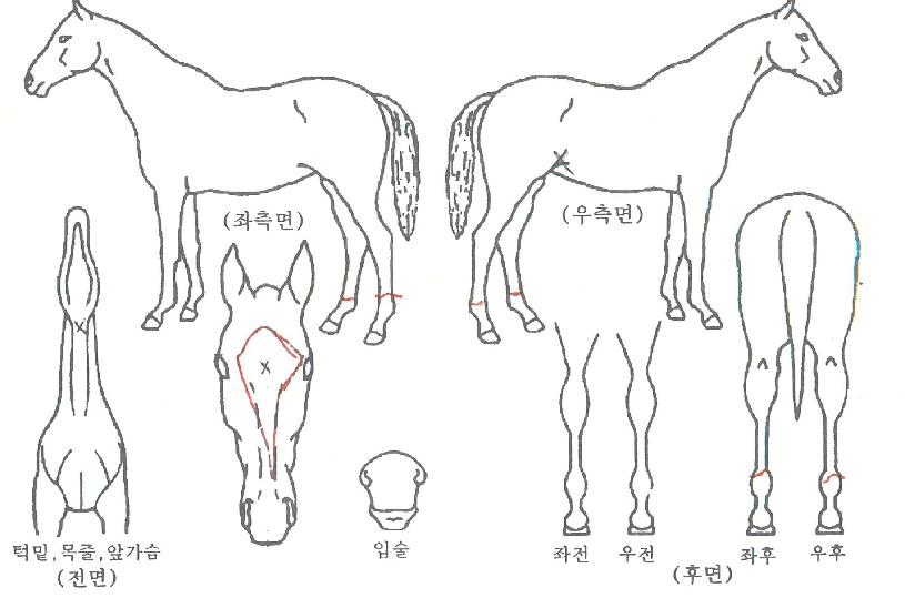 ½ºÆ®·ÕèÇÁÀÇ Ãø¸é,¿ì¸é,µÞ¸é,µÎ»ó,´Ù¸®ÀÇ Æ¯Â¡µµÇØ