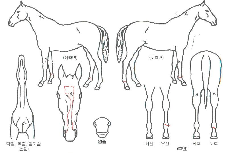 °¡¿ÀÀÇ Ãø¸é,¿ì¸é,µÞ¸é,µÎ»ó,´Ù¸®ÀÇ Æ¯Â¡µµÇØ