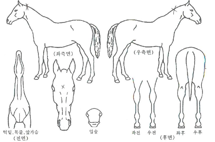ÁúÁÖ´ëÀåÀÇ Ãø¸é,¿ì¸é,µÞ¸é,µÎ»ó,´Ù¸®ÀÇ Æ¯Â¡µµÇØ