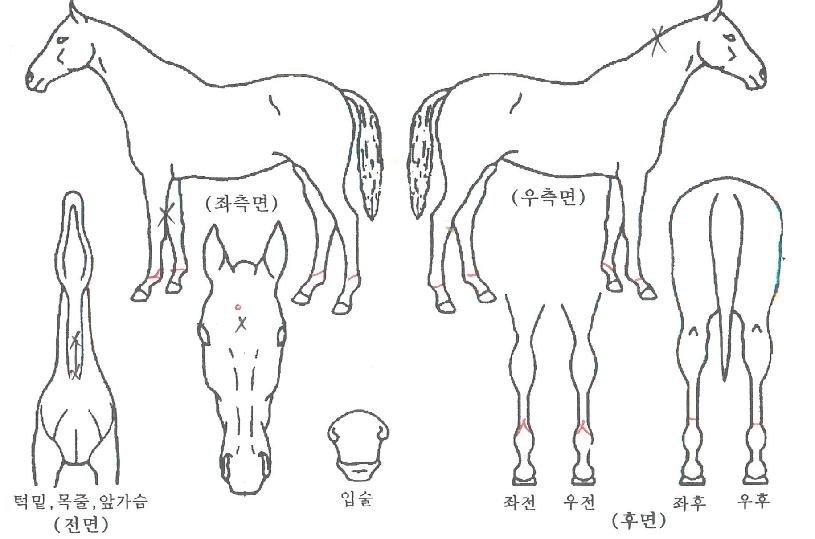 ����Ʈ�̼��� ����,���,�޸�,�λ�,�ٸ��� Ư¡����