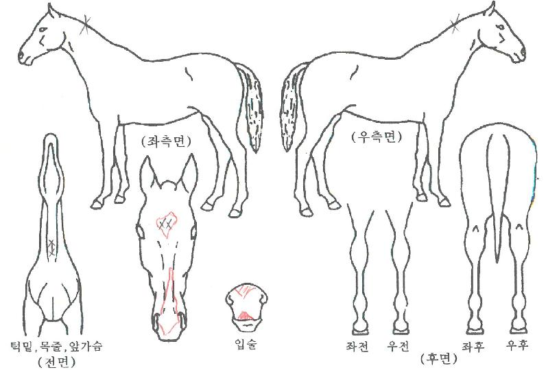 ȯ���ǹٶ��� ����,���,�޸�,�λ�,�ٸ��� Ư¡����