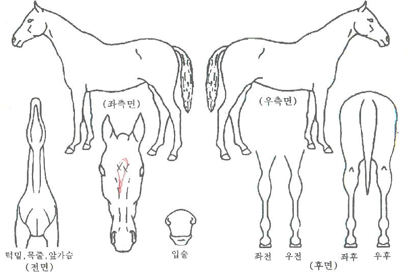 ������Ʈ�� ����,���,�޸�,�λ�,�ٸ��� Ư¡����