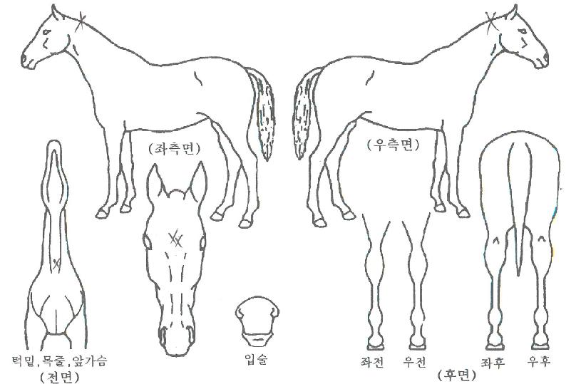 ��������� ����,���,�޸�,�λ�,�ٸ��� Ư¡����