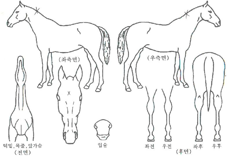 �۽�Ʈ���� ����,���,�޸�,�λ�,�ٸ��� Ư¡����