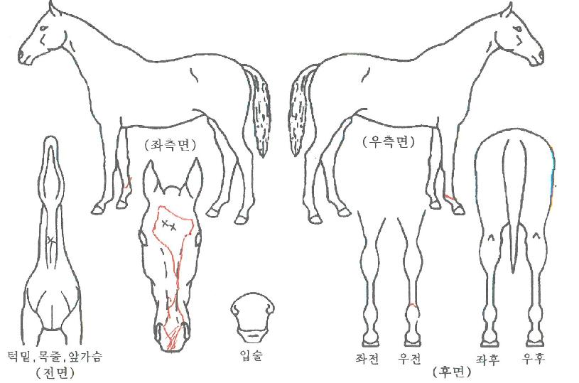 ĸ���̽��� ����,���,�޸�,�λ�,�ٸ��� Ư¡����