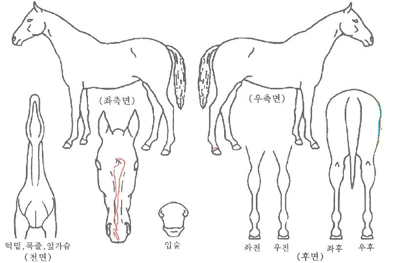 À¯ÄèÇÑÁúÁÖÀÇ Ãø¸é,¿ì¸é,µÞ¸é,µÎ»ó,´Ù¸®ÀÇ Æ¯Â¡µµÇØ