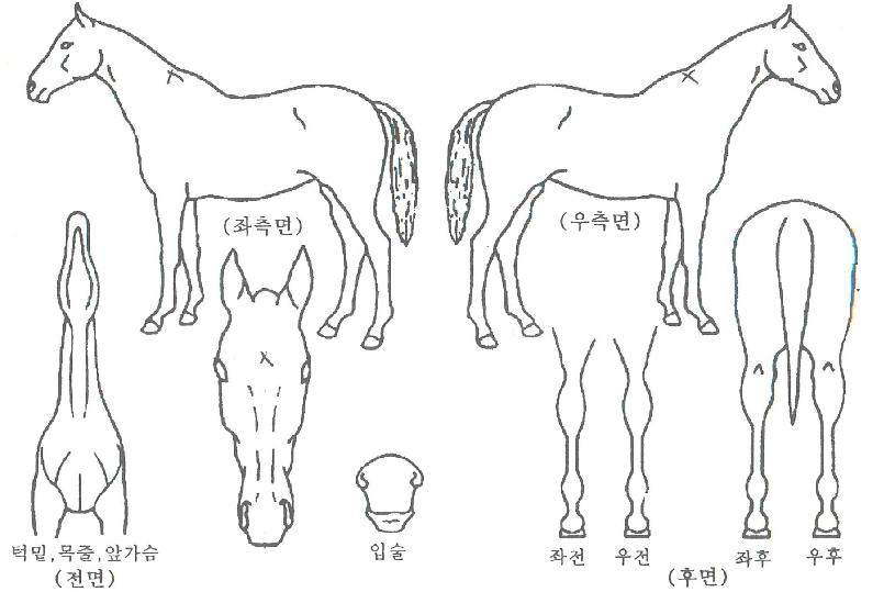 È£ÇÁÇ®»çÀ̸ÕÀÇ Ãø¸é,¿ì¸é,µÞ¸é,µÎ»ó,´Ù¸®ÀÇ Æ¯Â¡µµÇØ