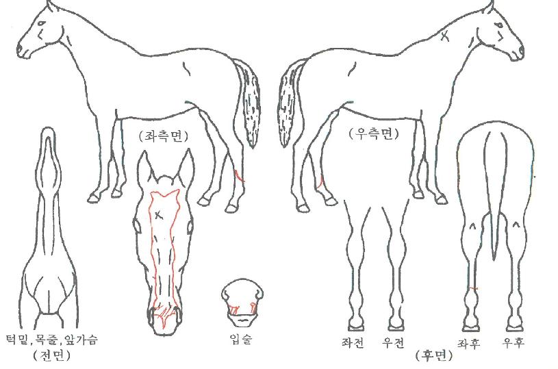 ����ŷ���� ����,���,�޸�,�λ�,�ٸ��� Ư¡����