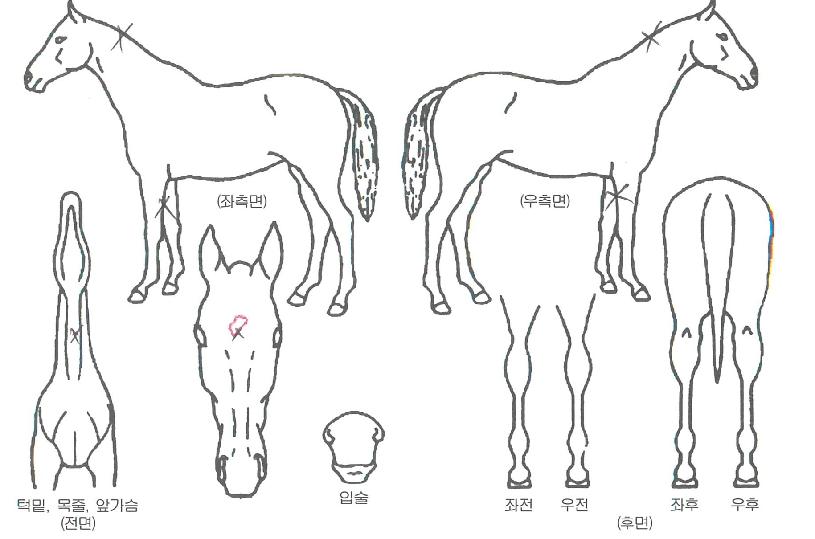 ��κ��� ����,���,�޸�,�λ�,�ٸ��� Ư¡����