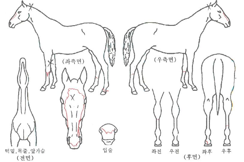 ´Ù¸£¸¶ÀÇ Ãø¸é,¿ì¸é,µÞ¸é,µÎ»ó,´Ù¸®ÀÇ Æ¯Â¡µµÇØ