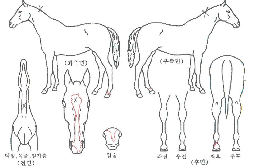 Ȳ±Ýµ¶¼ö¸®ÀÇ Ãø¸é,¿ì¸é,µÞ¸é,µÎ»ó,´Ù¸®ÀÇ Æ¯Â¡µµÇØ