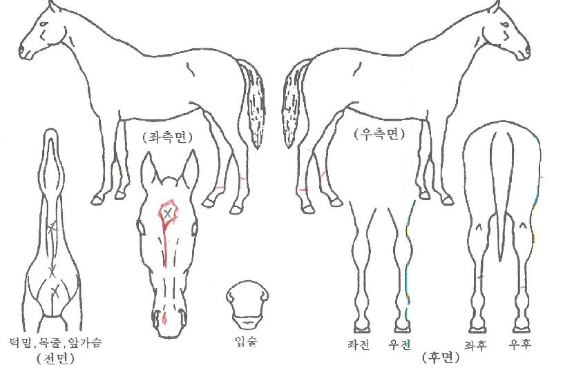 �Ƹ��ٿ��ħ�� ����,���,�޸�,�λ�,�ٸ��� Ư¡����