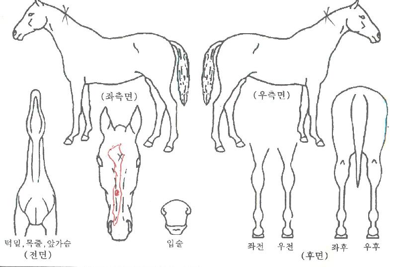 ¿Õ±âÀÇ Ãø¸é,¿ì¸é,µÞ¸é,µÎ»ó,´Ù¸®ÀÇ Æ¯Â¡µµÇØ