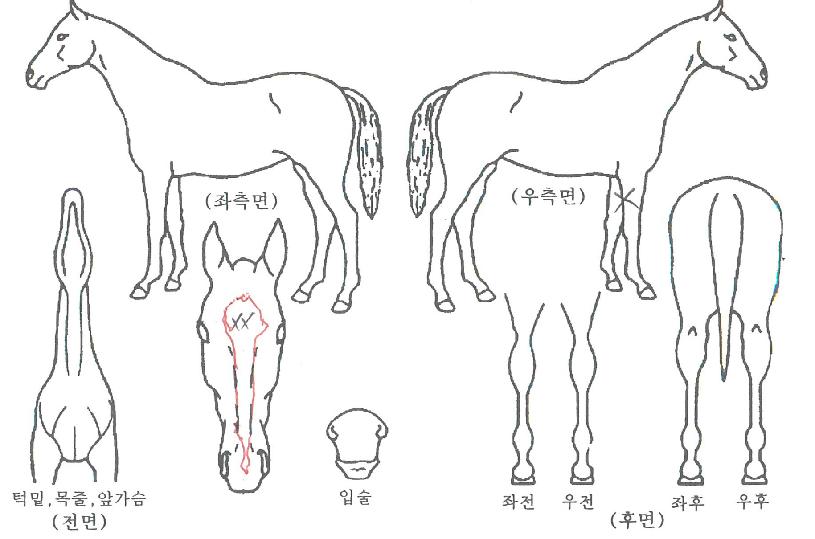 ¼¼´ÙÀÇ Ãø¸é,¿ì¸é,µÞ¸é,µÎ»ó,´Ù¸®ÀÇ Æ¯Â¡µµÇØ
