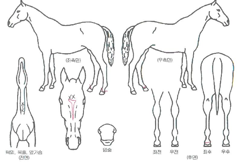 Å«ÀÚÀ¯ÀÇ Ãø¸é,¿ì¸é,µÞ¸é,µÎ»ó,´Ù¸®ÀÇ Æ¯Â¡µµÇØ